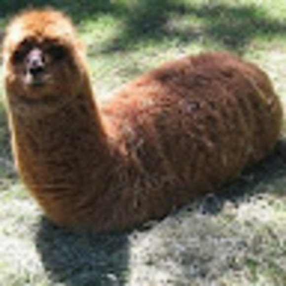 norabalpaca